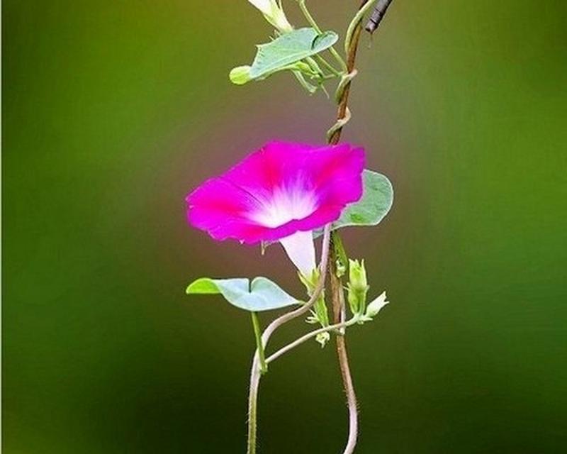 单身的花代表什么？花语和寓意有哪些？