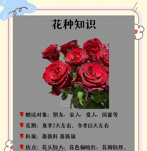 海棠花与红玫瑰的花语有何不同？