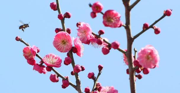 调情的花语和寓意是什么？有哪些花代表调情？