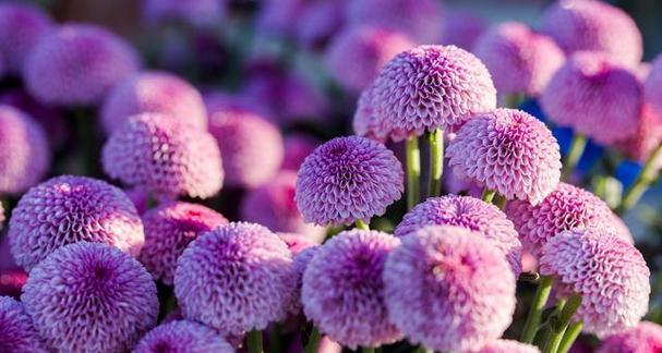 调情的花语和寓意是什么？有哪些花代表调情？