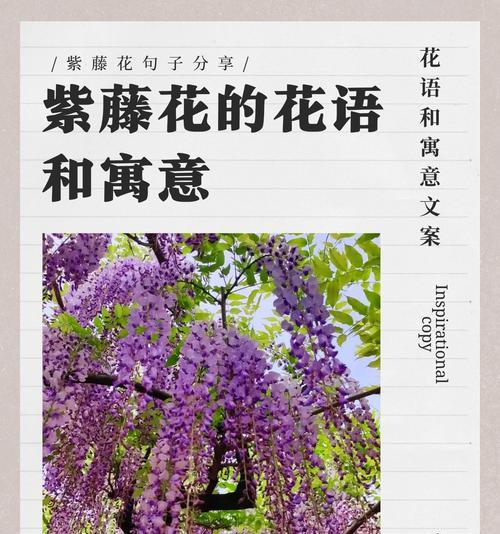 如何用花语表达对老公的爱意？