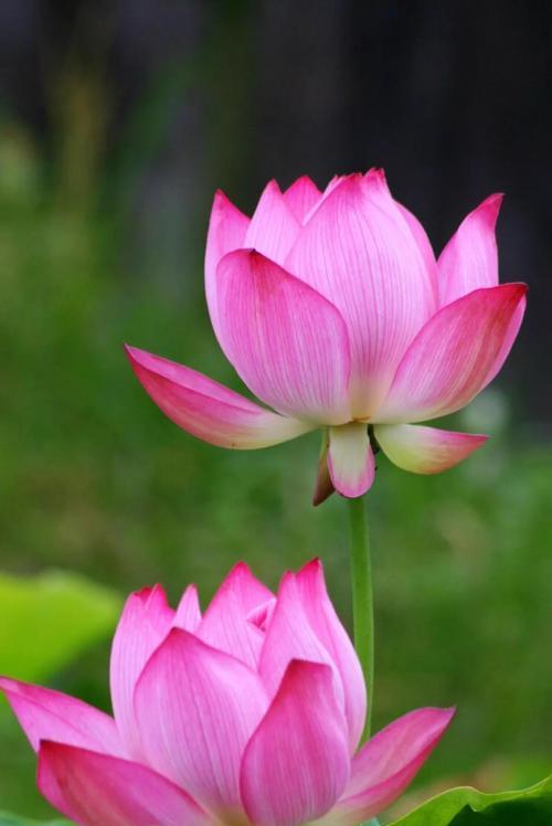 更好的开始花语是什么？新开始的象征是什么？