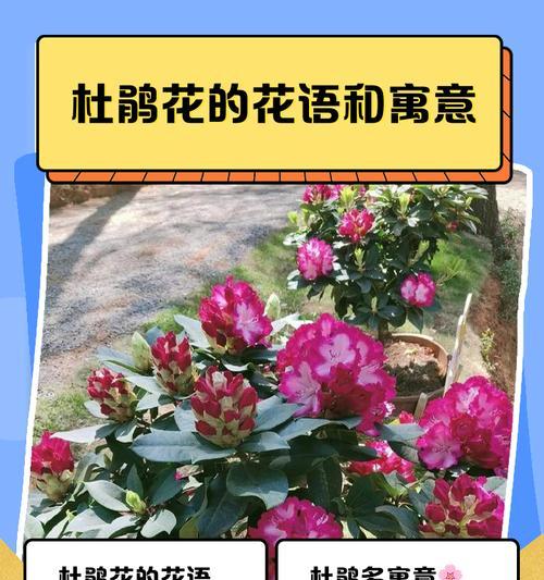 什么花语让人开心的句子？哪些花语能带来快乐？