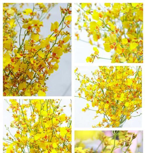 什么花语让人开心的句子？哪些花语能带来快乐？