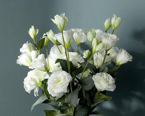 桔梗花在手捧花中的花语是什么？