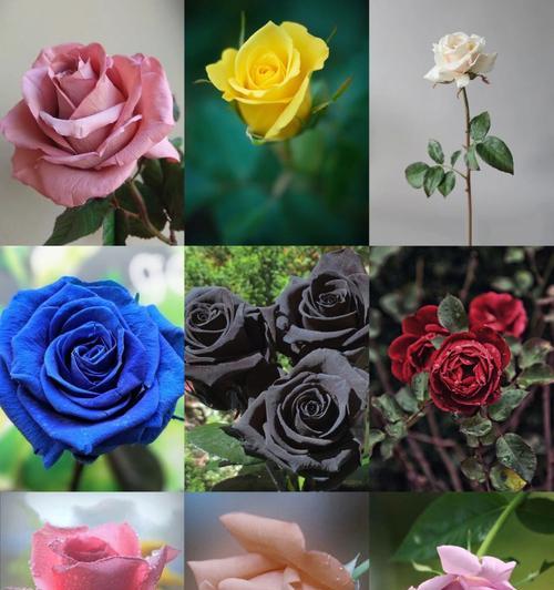 暧昧时送哪种玫瑰花最合适？