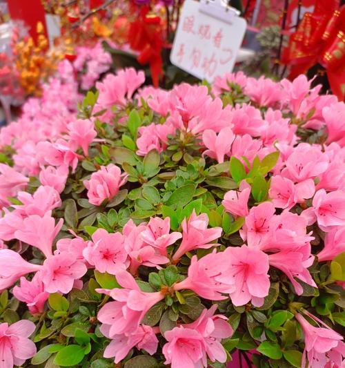 花语与生肖之间有何关联？