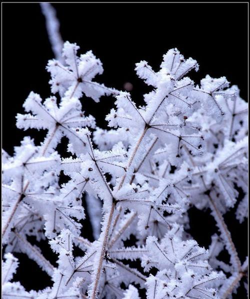 树上的冰花的花语是什么？树上的冰花寓意着什么？