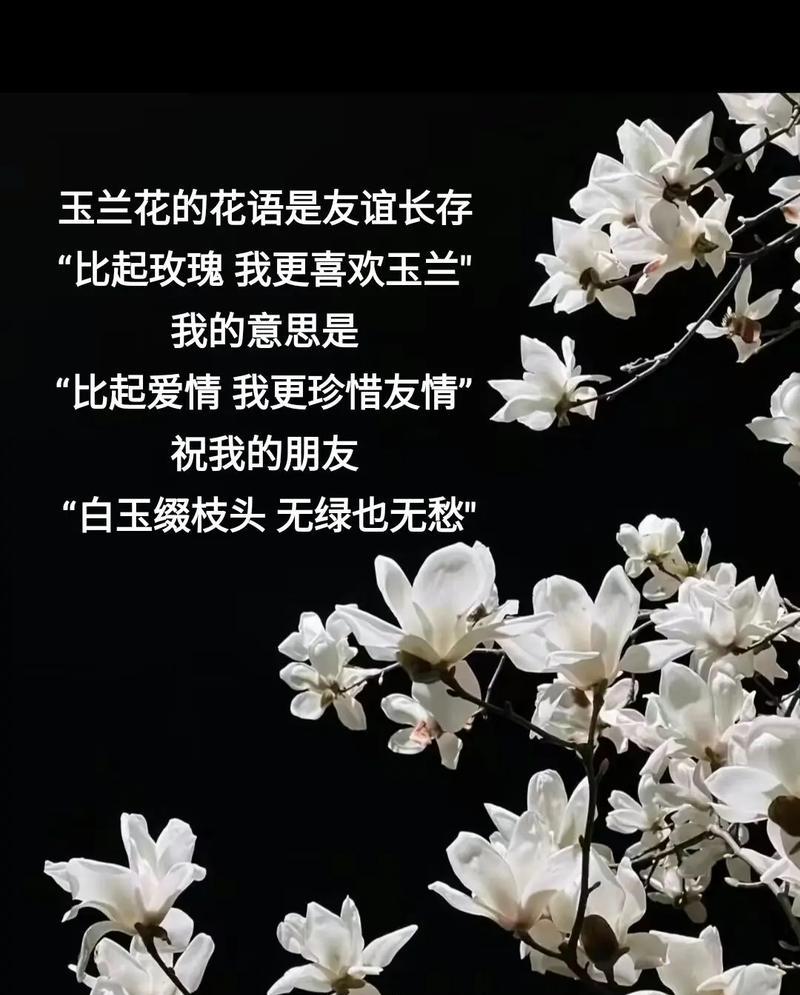 玉兰花语的含义是什么？它传递了怎样的情感？