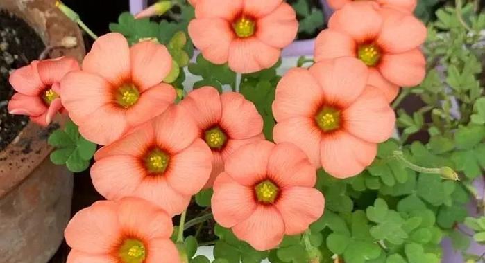四叶花的寓意是什么？四叶花语有哪些特别含义？