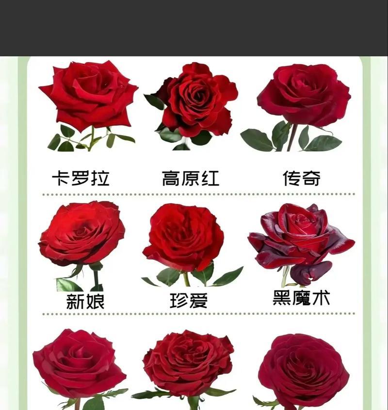 好的玫瑰花代表什么花语？