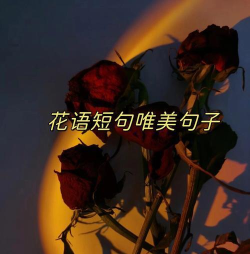 好的玫瑰花代表什么花语？