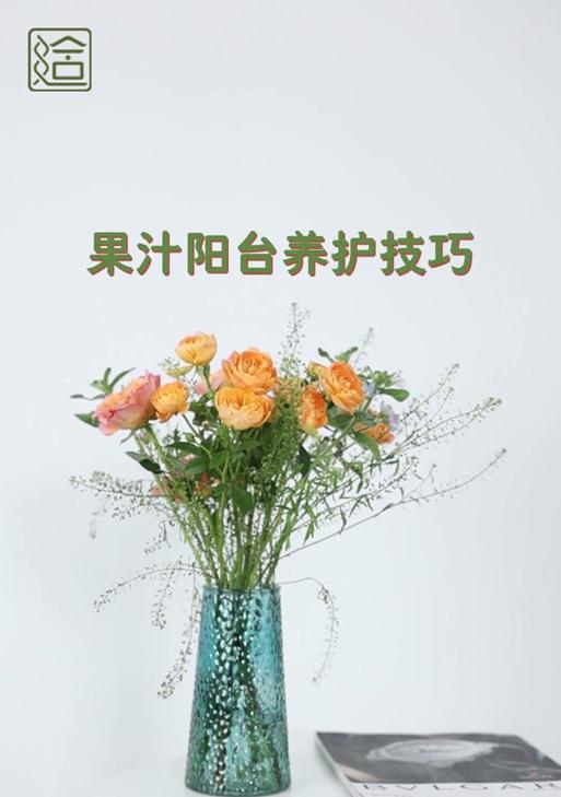 阳台种水果番茄的花语有何特别之处？