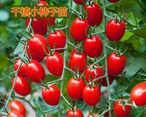 阳台种水果番茄的花语有何特别之处？