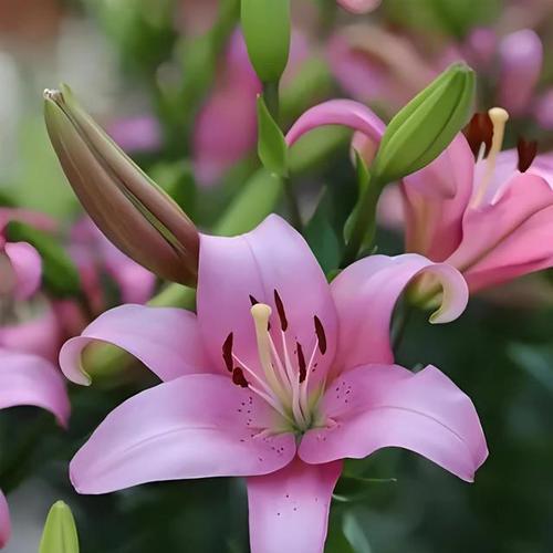 哪种花代表十年的友谊？花语中有哪些是关于长久友情的？