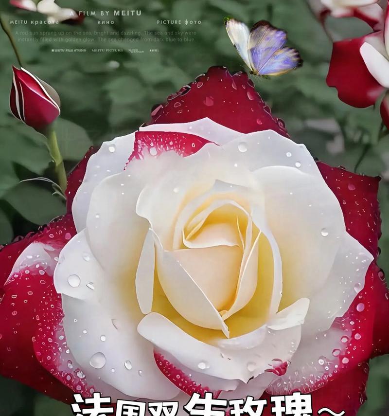 玫瑰花桶装花寓意何在？象征着什么？