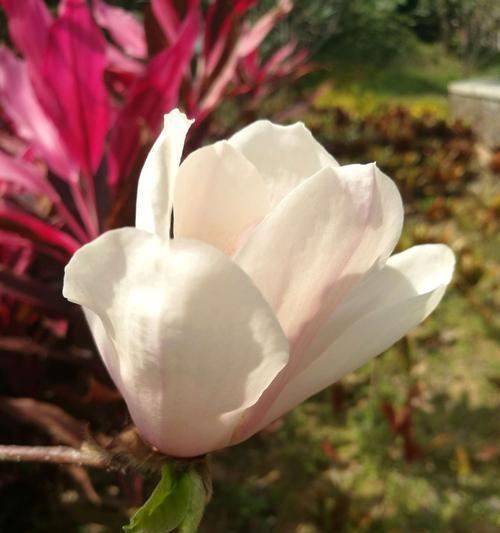 冰红茶的花语有何特别之处？它在送礼时代表什么？