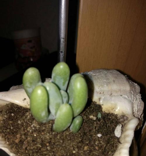 冰红茶的花语有何特别之处？它在送礼时代表什么？