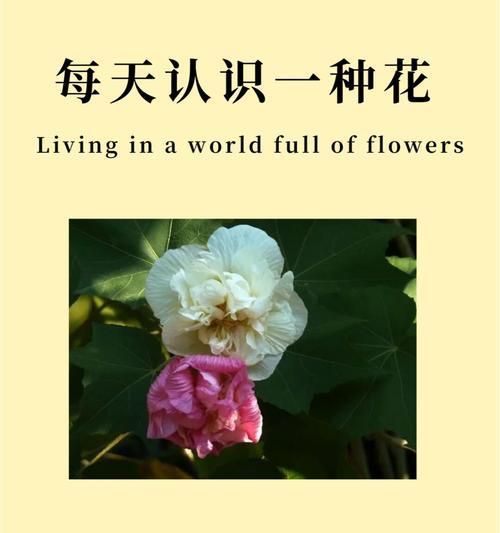 送朋友哪种花最合适？它的花语传达了什么？