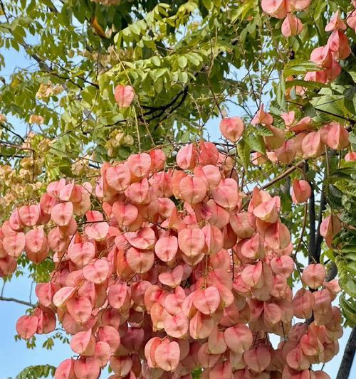 黄花栾树的花语是什么？黄花栾树象征着什么？