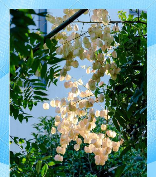 黄花栾树的花语是什么？黄花栾树象征着什么？