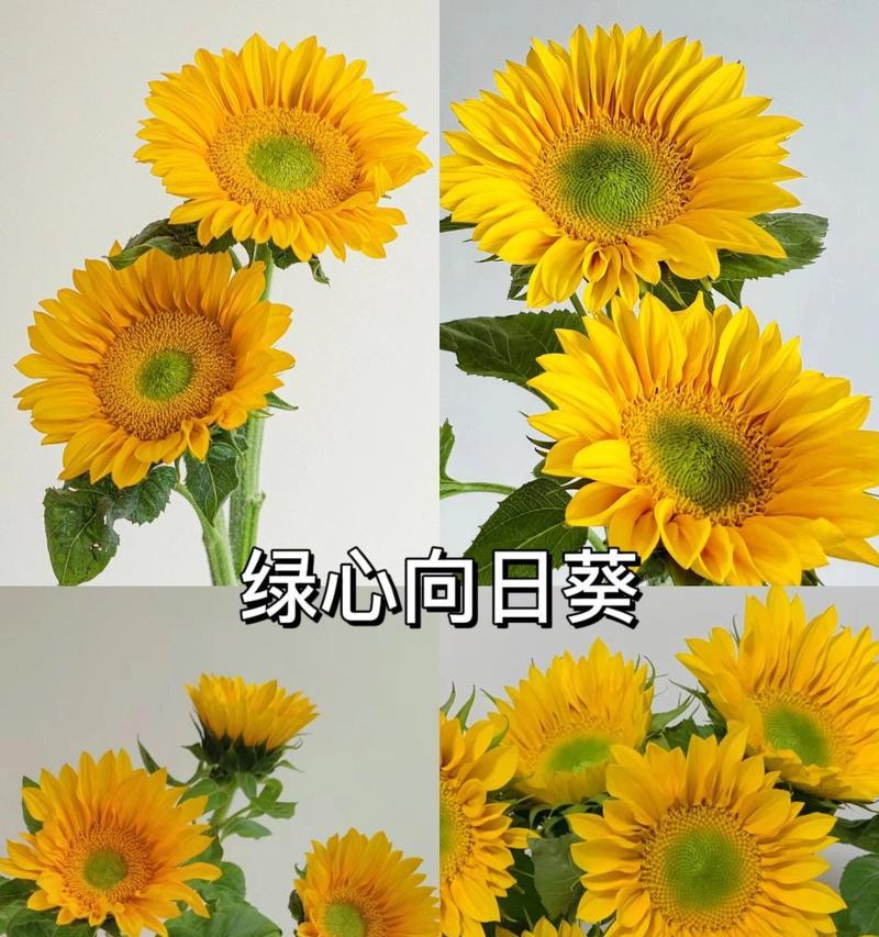 向日葵的幽默版花语是什么？向日葵花语有哪些趣味解释？