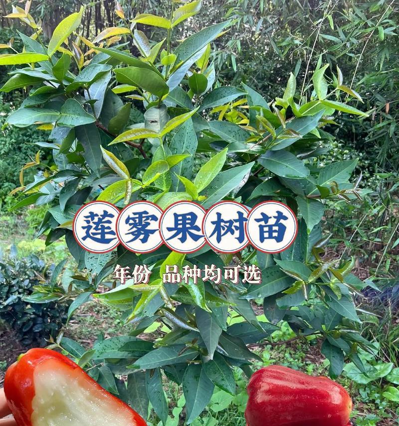 莲雾花语有哪些特别含义？