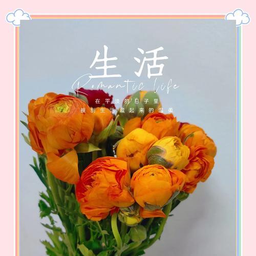 洋牡丹花代表什么？花语有哪些？