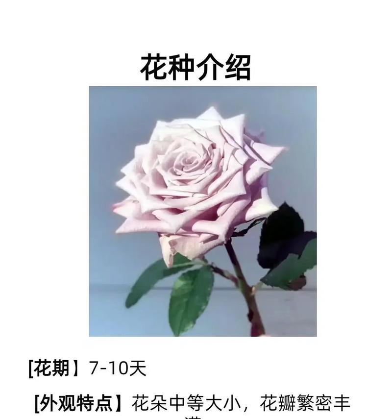 恋心花语什么时候下？恋心花语的含义是什么？