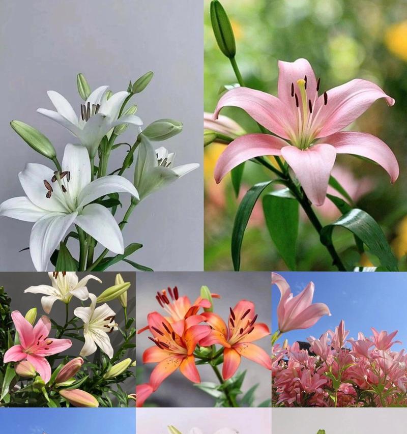 哪种花的花语代表受欢迎？