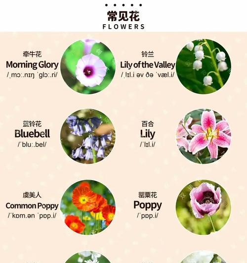 哪种花的花语代表受欢迎？