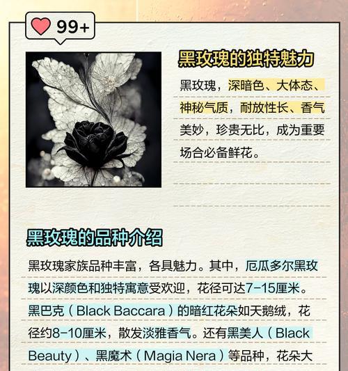黑玫瑰泛红时的花语有何深意？