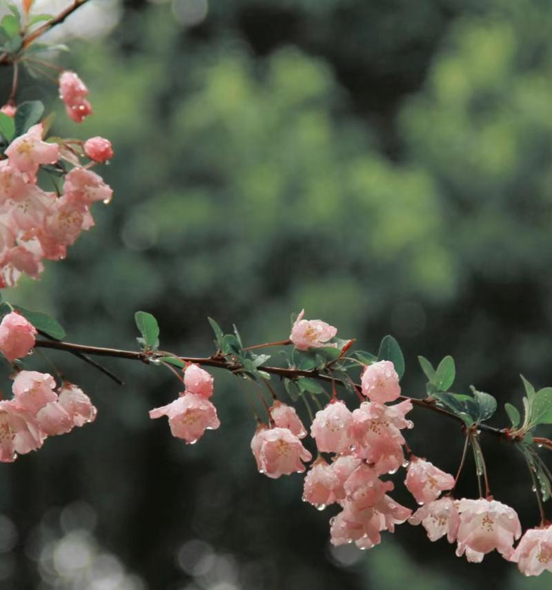 离别后适合送什么花？花语中有哪些表达离愁别绪的？