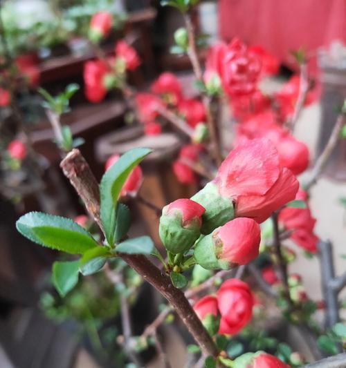 离别后适合送什么花？花语中有哪些表达离愁别绪的？