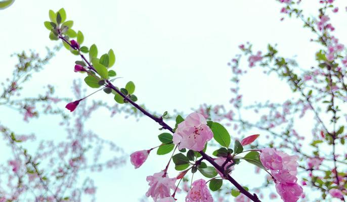 离别后适合送什么花？花语中有哪些表达离愁别绪的？
