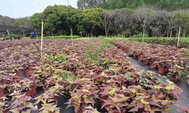 红叶子植物的花语有何寓意？了解红叶植物的象征意义。