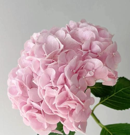 大花绣球的寓意和花语有何特别之处？海里的玫瑰是什么花语？