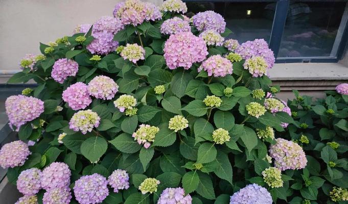 大花绣球的寓意和花语有何特别之处？海里的玫瑰是什么花语？