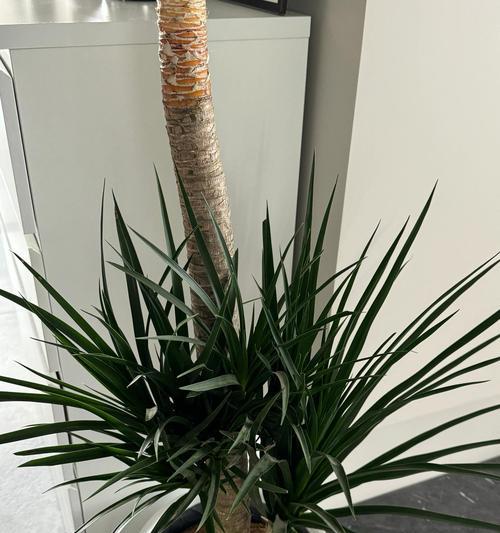 七彩龙血树的花语有何独特之处？
