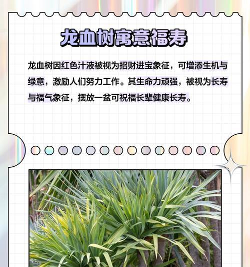 七彩龙血树的花语有何独特之处？