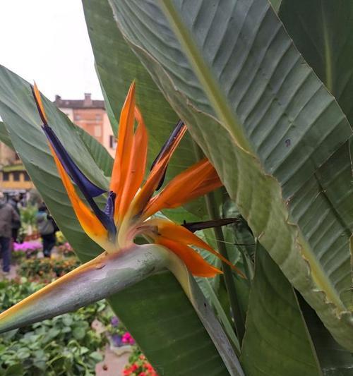 七彩龙血树的花语有何独特之处？