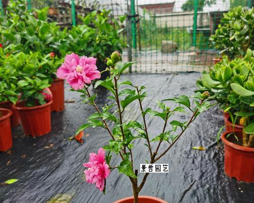 重瓣木槿的花语有何含义？木槿花代表了什么？