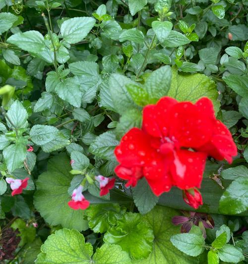 和尚花的花语有何含义？