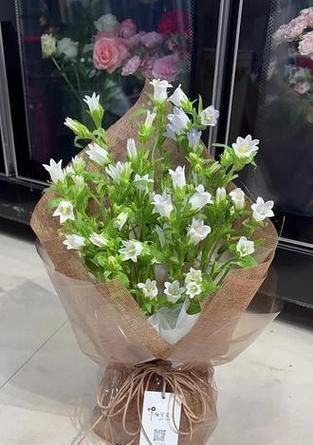 百风铃花代表了哪些花语？