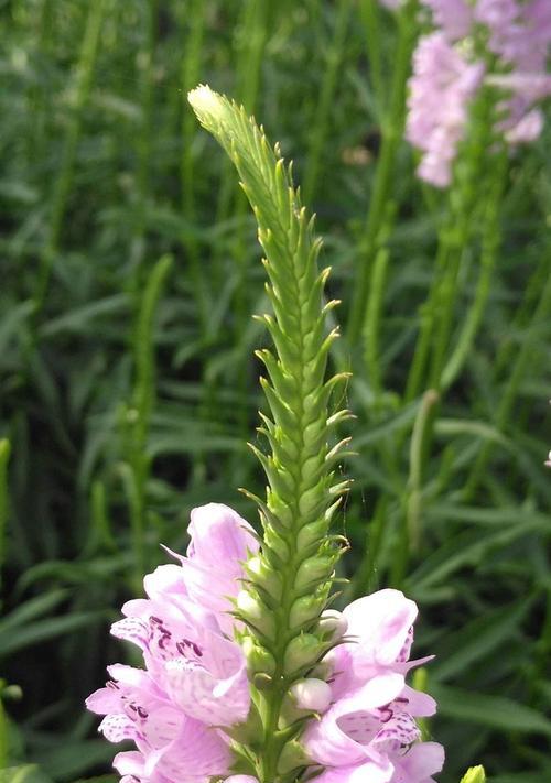 随意草的花语是什么？它代表了什么？