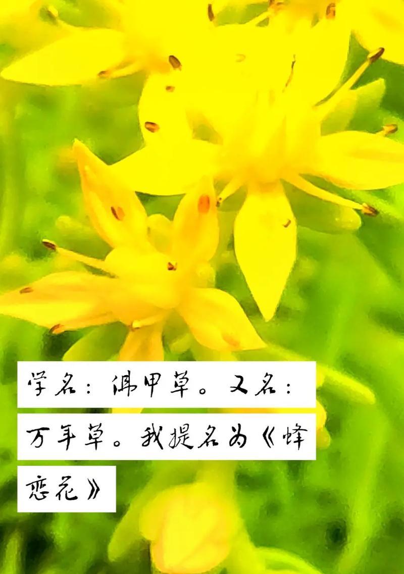 随意草的花语是什么？它代表了什么？