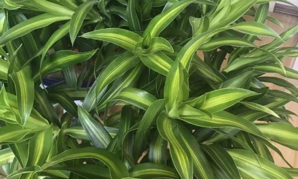 君子兰枯枝发新芽有何寓意？探索植物生长的象征意义？