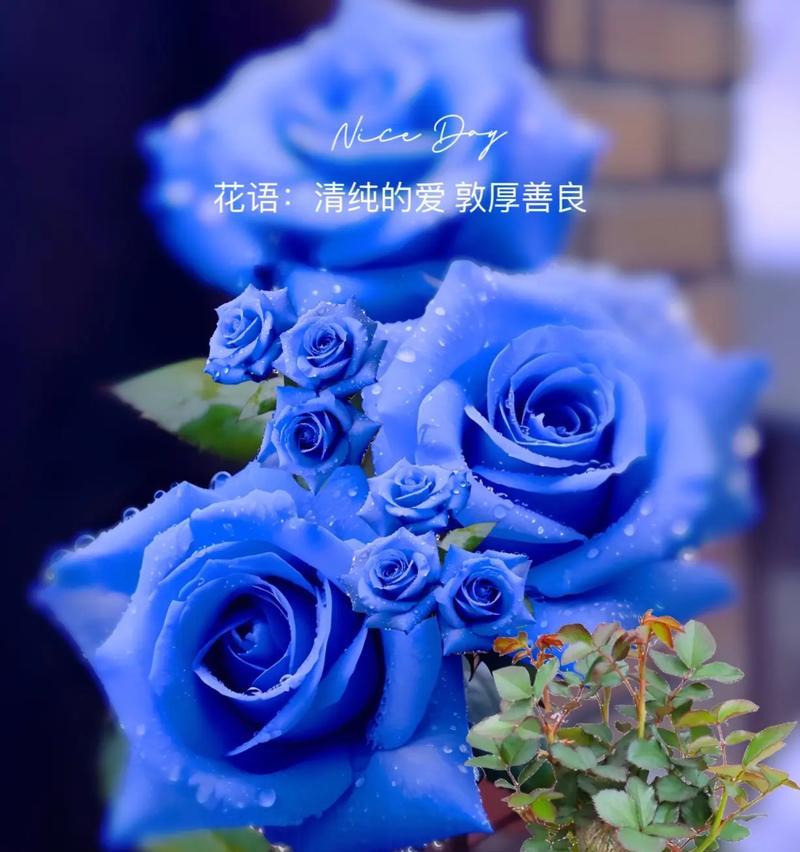 为自己而活的花语代表了什么？