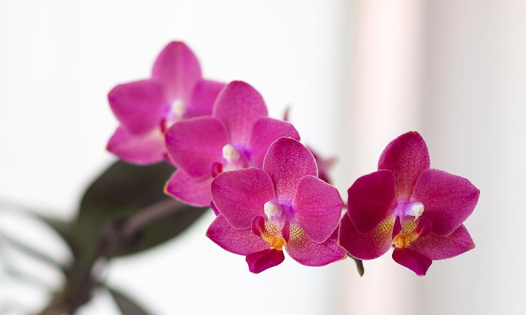 为自己而活的花语代表了什么？