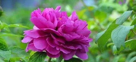 大蜜蜡牡丹花寓意什么？牡丹花语中有哪些美好寓意？